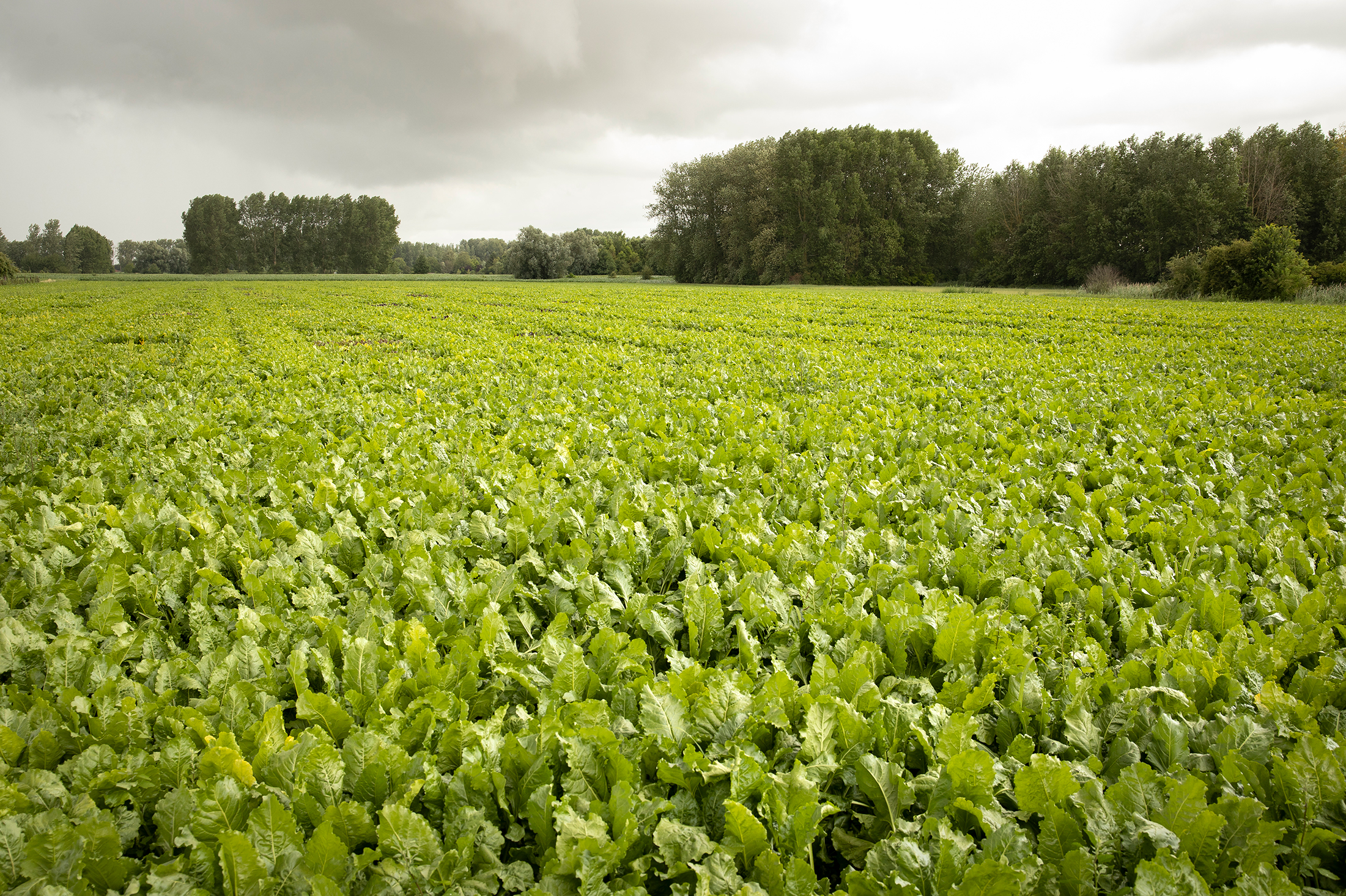 Searching For Disease resistant Sugar Beet Varieties searching-for-disease-resistant-sugar-beet-varieties